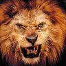 lionLION1996
